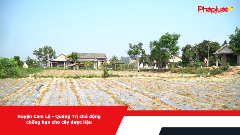 Huyện Cam Lộ - Quảng Trị chủ động chống hạn cho cây dược liệu